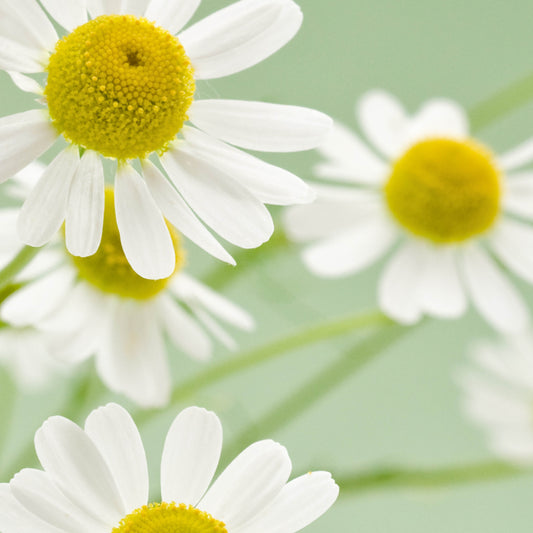 What is chamomile?